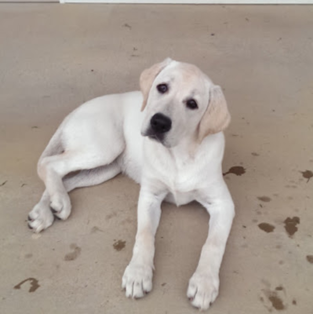 Meet your Posher, Liz